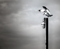 Seagull on Light Pole