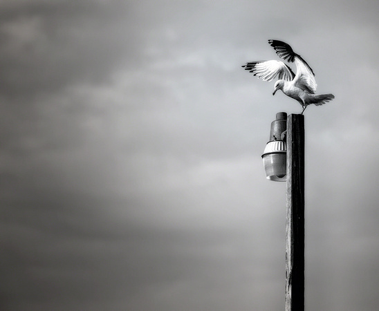 Seagull on Light Pole