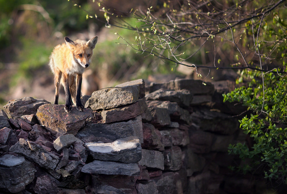 Foxy on Rock Wall