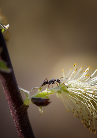 Ant on Pussy Willow